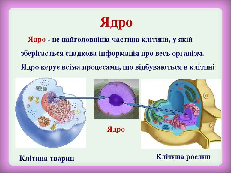 Ядро Ядро - це найголовніша частина клітини, у якій зберігається спадкова інф...