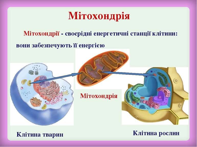Мітохондрія Клітина тварин Клітина рослин Мітохондрія Мітохондрії - своєрідні...
