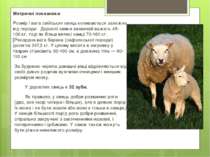 Метричні показники Розмір і вага свійських овець коливаються залежно від поро...
