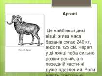 Аргалі Це найбільші дикі вівці: жива маса баранів сягає 240 кг, висота 125 см...