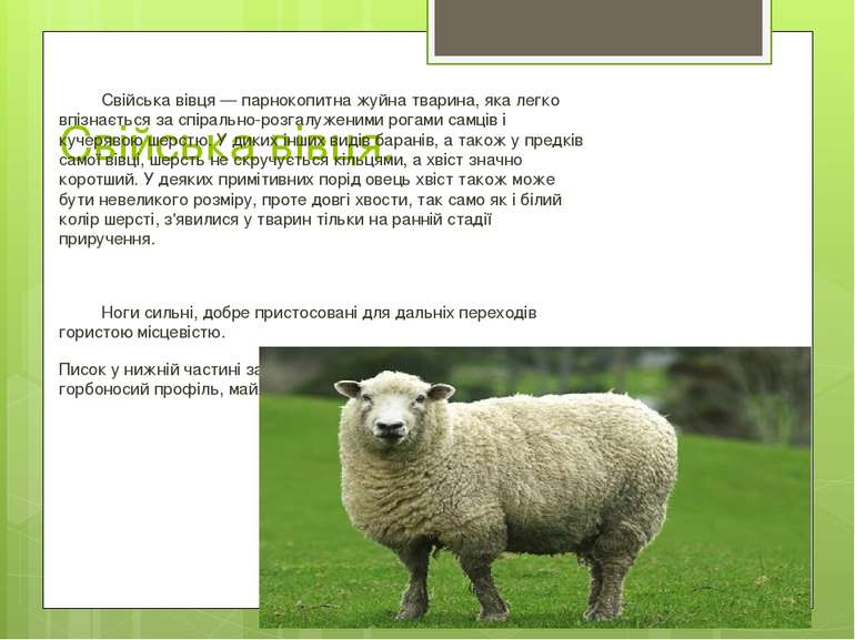 Свійська вівця. Свійська вівця — парнокопитна жуйна тварина, яка легко впізна...