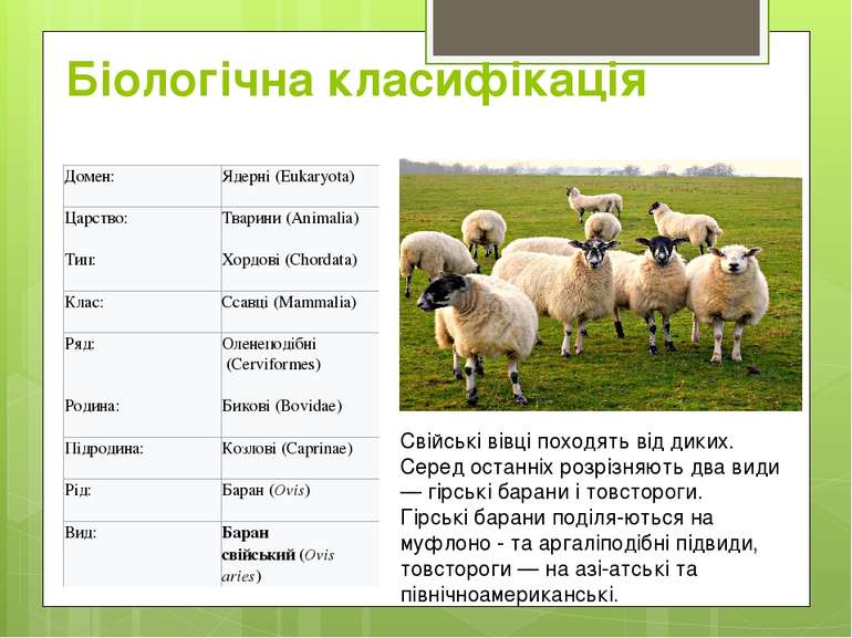 Біологічна класифікація Свійські вівці походять від диких. Серед останніх роз...