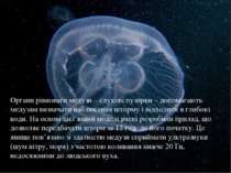 Органи рівноваги медузи – слухові пузирки – допомагають медузам визначати наб...
