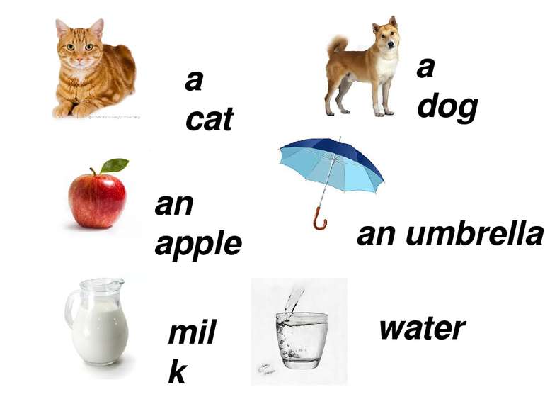 a cat a dog an apple an umbrella milk water