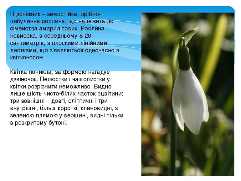 Підсніжник – зимостійка, дрібно-цибулинна рослина, що належить до сімейства а...