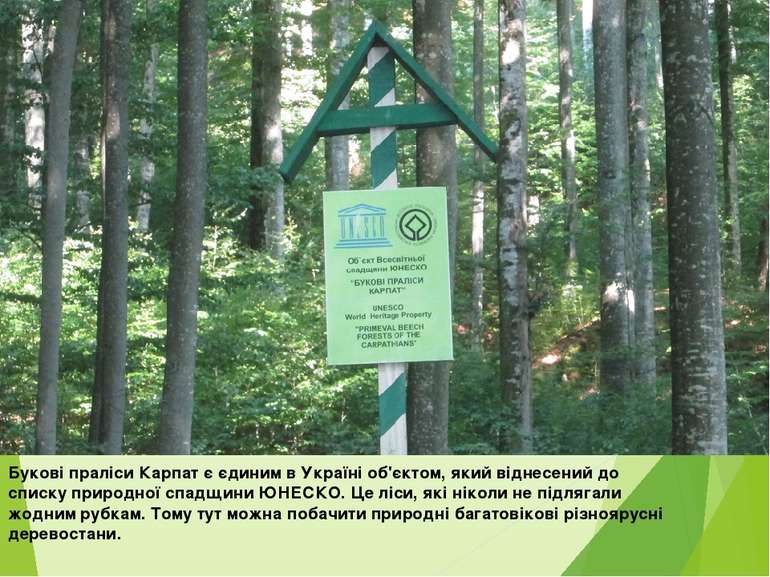 Букові праліси Карпат є єдиним в Україні об'єктом, який віднесений до списку ...