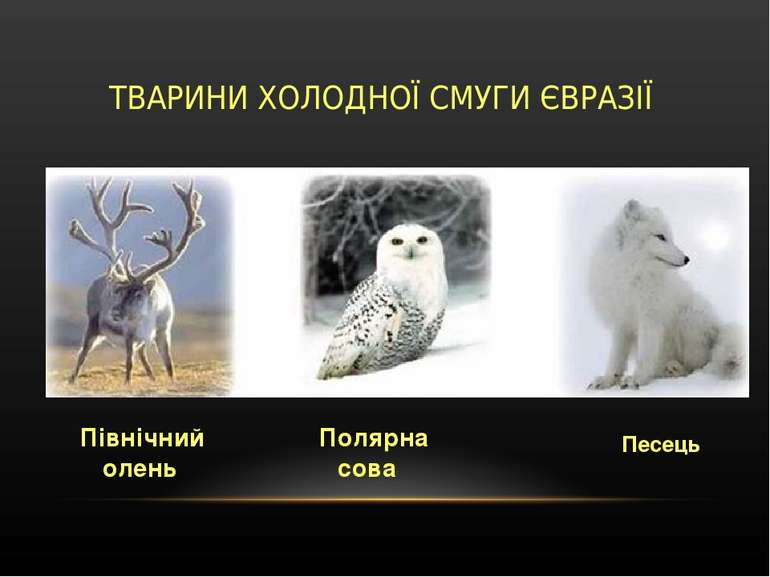 ТВАРИНИ ХОЛОДНОЇ СМУГИ ЄВРАЗІЇ Північний олень  Полярна  сова    Песець