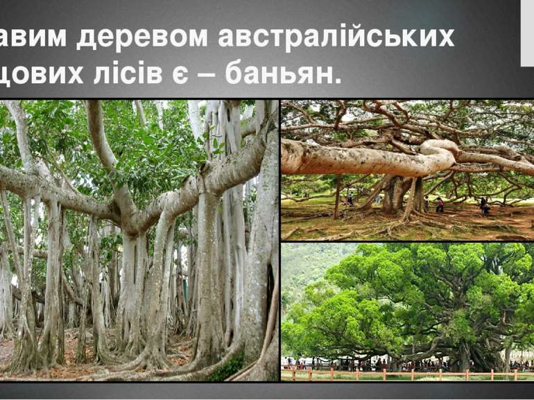 Цікавим деревом австралійських дощових лісів є – баньян.