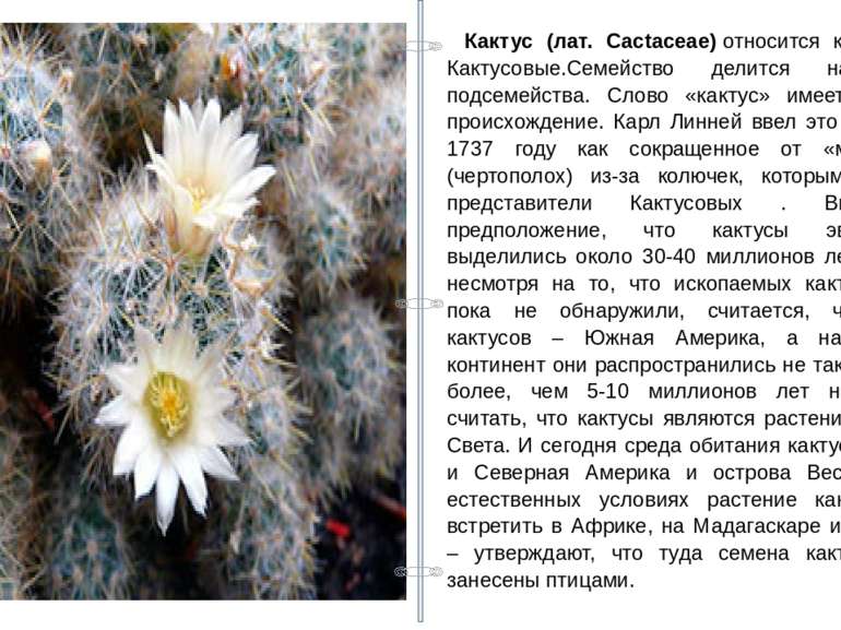 Кактус (лат. Cactaceae) относится к семейству Кактусовые.Семейство делится на...