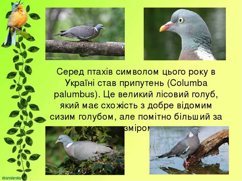 Серед птахів символом цього року в Україні став припутень (Columba palumbus)....