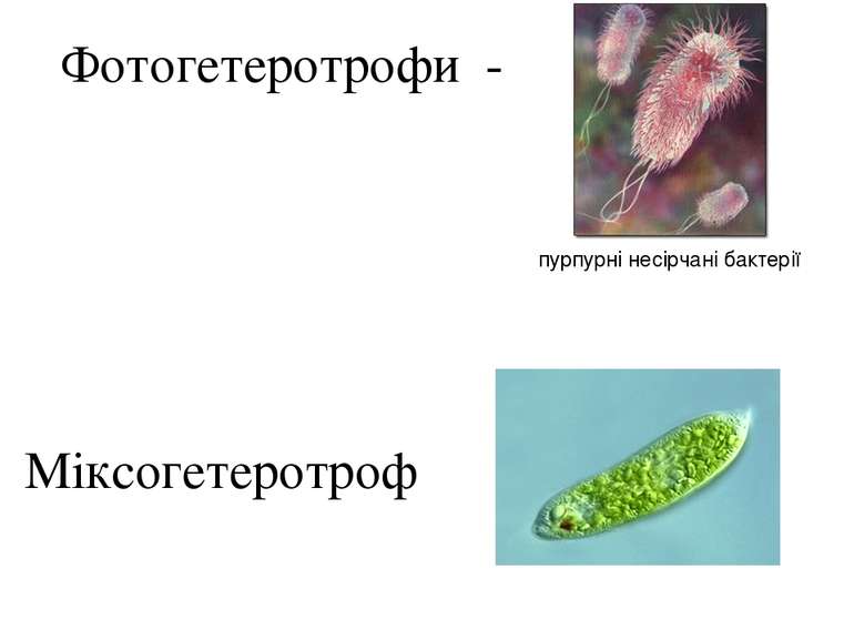 Фотогетеротрофи - пурпурні несірчані бактерії Міксогетеротроф