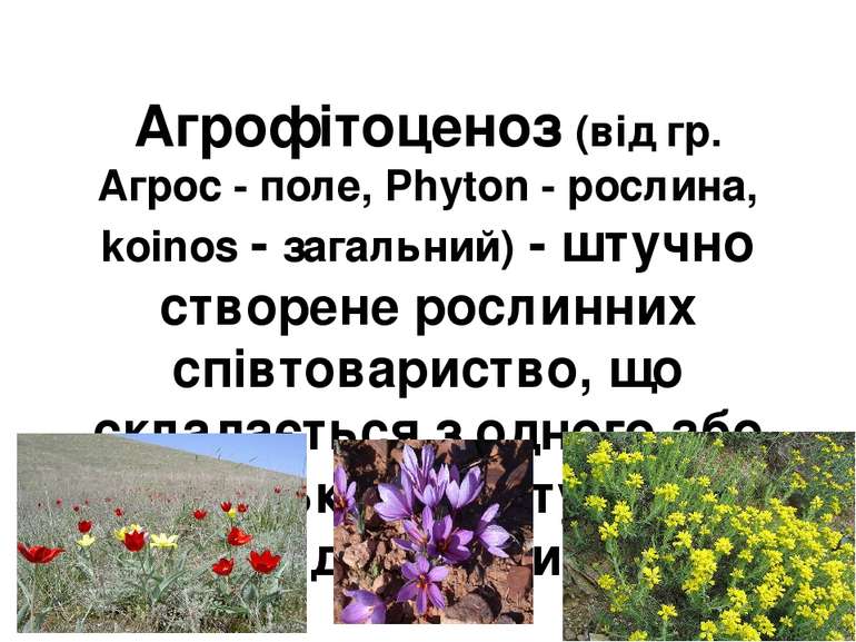 Агрофітоценоз (від гр. Агрос - поле, Phyton - рослина, koinos - загальний) - ...