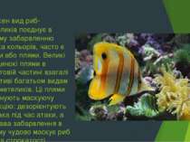 Кожен вид риб-метеликів поєднує в своєму забарвленню кілька кольорів, часто є...