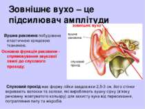 Зовнішнє вухо – це підсилювач амплітуди Вушна раковина побудована еластичною ...