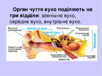 Орган чуття вухо поділяють на три відділи: зовнішнє вухо, середнє вухо, внутр...