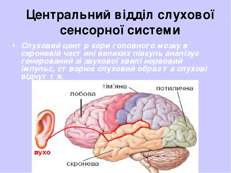 Центральний відділ слухової сенсорної системи Слуховий центр кори головного м...