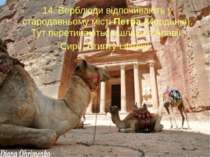 14. Верблюди відпочивають у стародавньому місті Петра (Йорданія). Тут перетин...