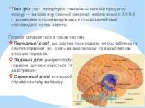 Гіпо фіз (лат. hypophysis, синонім — нижній придаток мозку) — залоза внутрішн...