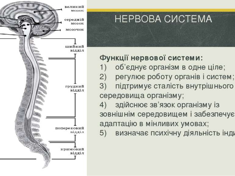 НЕРВОВА СИСТЕМА Функції нервової системи: 1)    об’єднує організм в одне ціле...