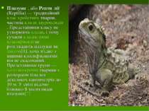 Плазуни , або Репти лії (Reptilia) — традиційний клас хребетних тварин, части...
