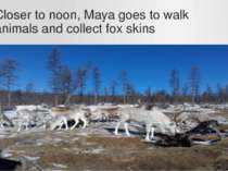 Closer to noon, Maya goes to walk animals and collect fox skins