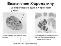Визначення Х-хроматину Тільце Барра в ядрі епітеліальної клітини Ядерний відр...