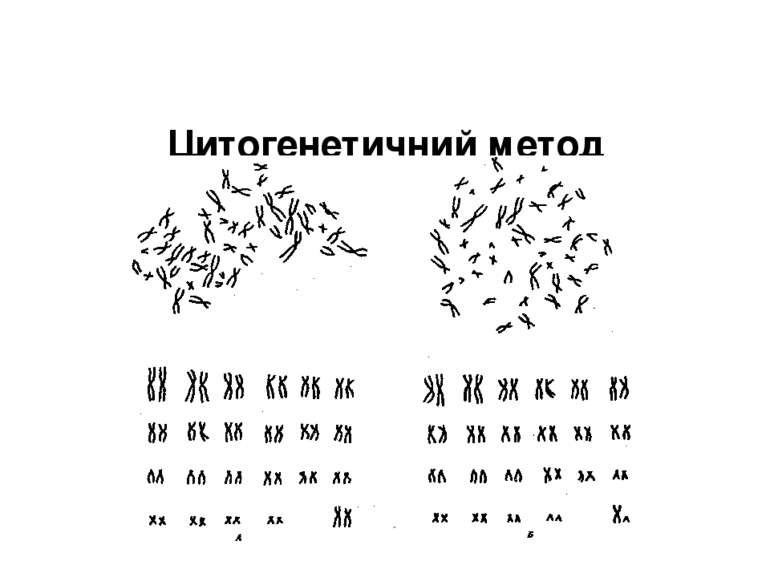 Цитогенетичний метод (дослідження хромосом). Нормальний каріотип людини