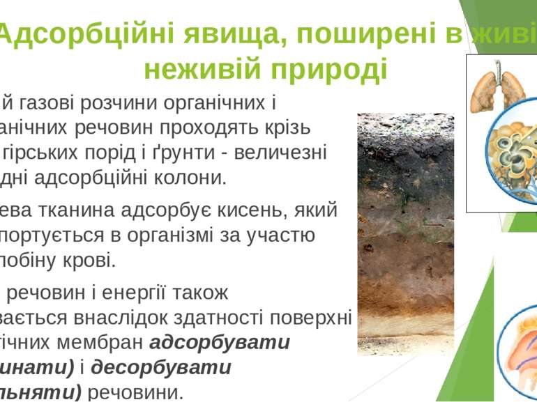 2. Адсорбційні явища, поширені в живій і неживій природі Водні й газові розчи...