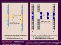 Дуплікація - подвоєння ділянки хромосоми Інверсія - зміни чергування генів в ...
