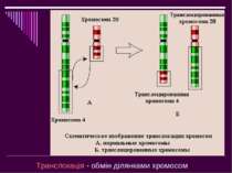 Транслокація - обмін ділянками хромосом