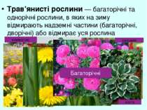 Трав'янисті рослини — багаторічні та однорічні рослини, в яких на зиму відмир...