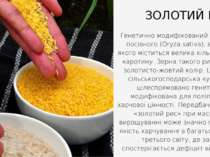 Генетично модифікований сорт рису посівного (Oryza sativa), в зернах якого мі...