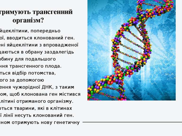 1)В ядро яйцеклітини, попередньо заплідненої, вводиться клонований ген. 2)Зап...