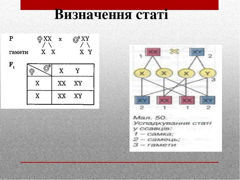 Визначення статі