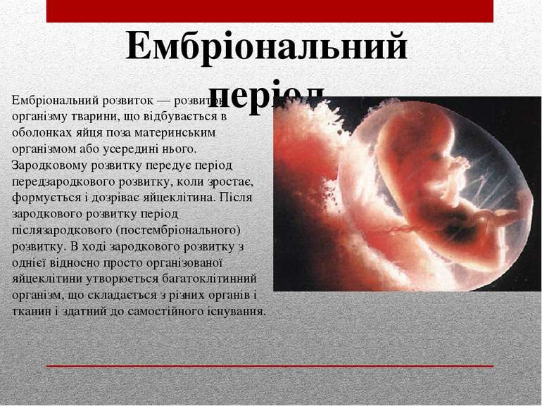 Ембріональний розвиток — розвиток організму тварини, що відбувається в оболон...