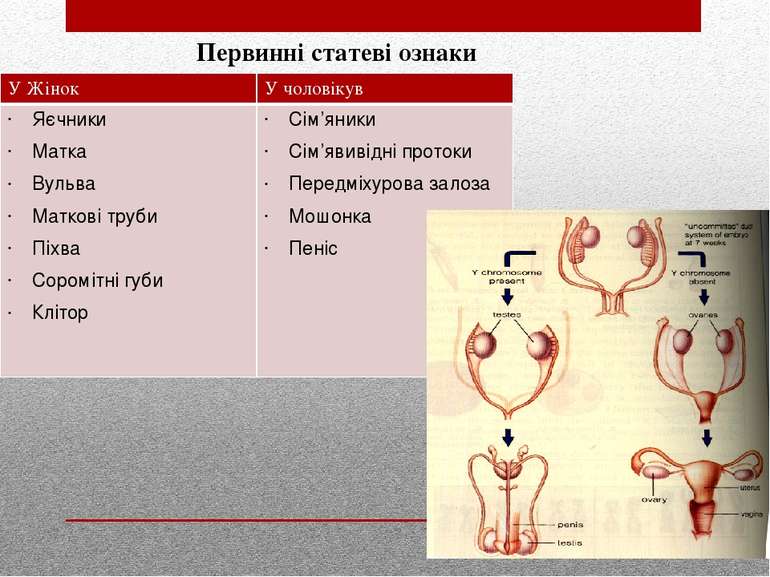 Первинні статеві ознаки У Жінок Учоловікув Яєчники Матка Вульва Матковітруби ...