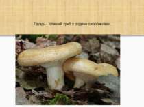 Груздь - їстівний гриб з родини сироїжкових.