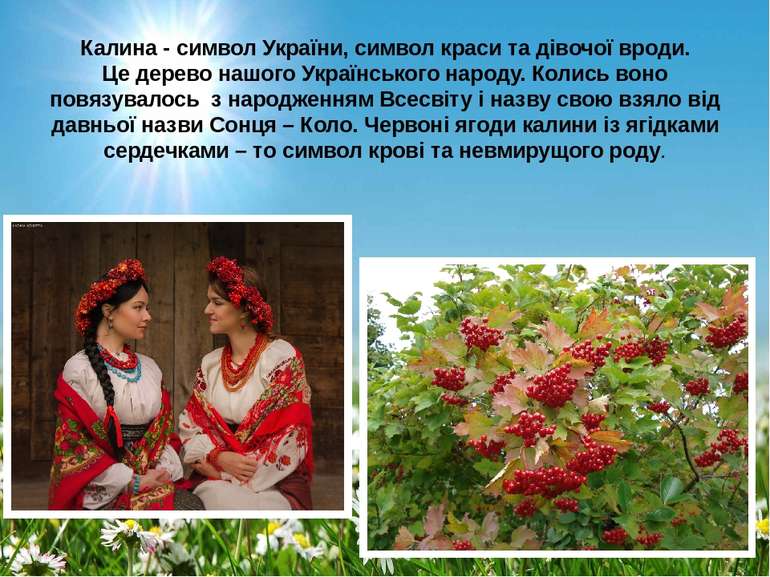 Калина - символ України, символ краси та дівочої вроди. Це дерево нашого Укра...