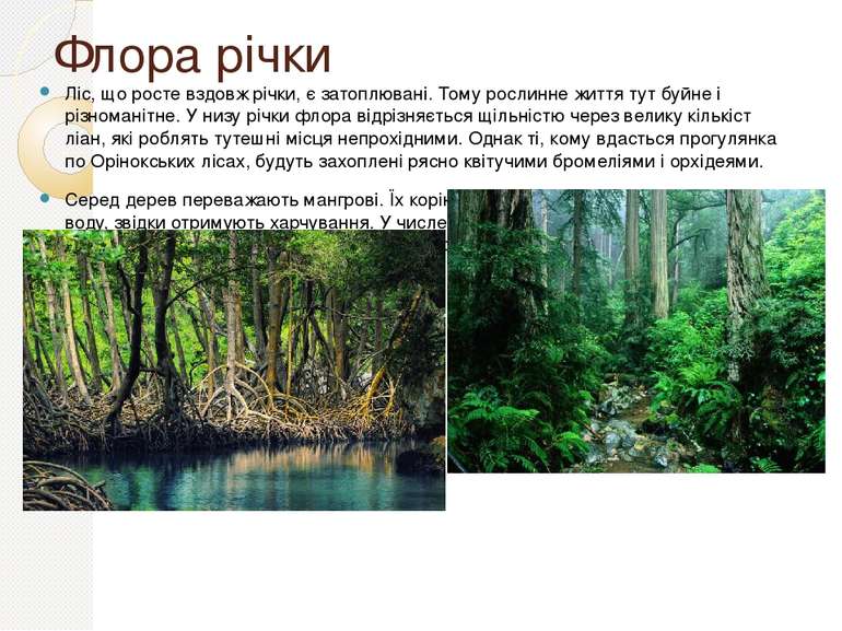 Флора річки Ліс, що росте вздовж річки, є затоплювані. Тому рослинне життя ту...