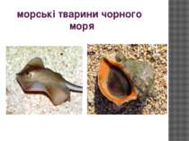 морські тварини чорного моря