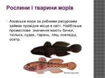 Рослини і тварини морів Азовське море за рибними ресурсами займає провідне мі...