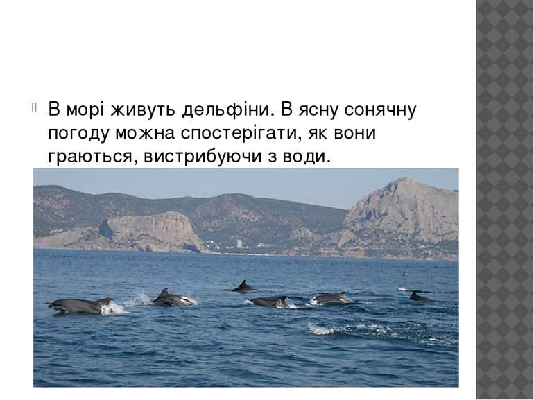 В морі живуть дельфіни. В ясну сонячну погоду можна спостерігати, як вони гра...