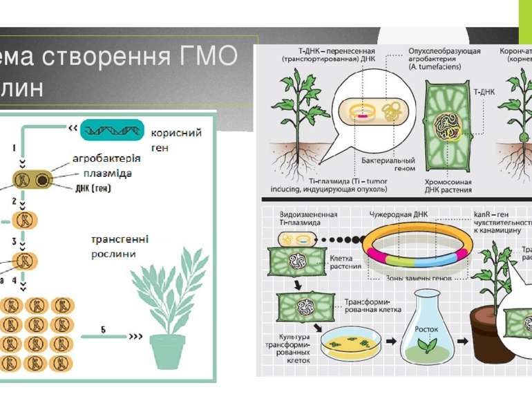 Схема створення ГМО рослин