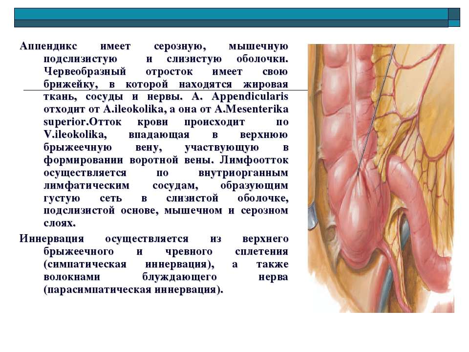 Червеобразный аппендицит. Илеоцекальный угол топографическая анатомия. Строение червеобразного отростка анатомия. Червеобразный отросток аппендикс.