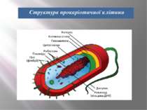 Структура прокаріотичної клітини