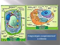 Структура еукаріотичної клітини