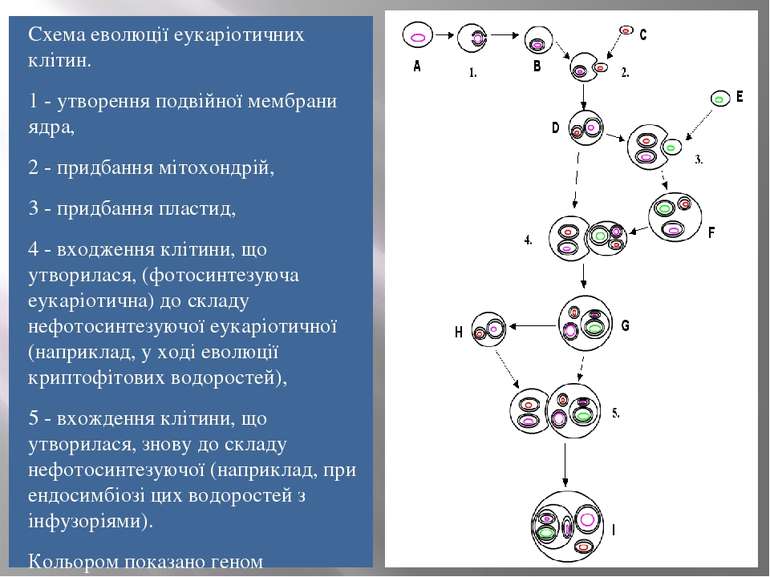 Схема еволюції еукаріотичних клітин. 1 - утворення подвійної мембрани ядра, 2...