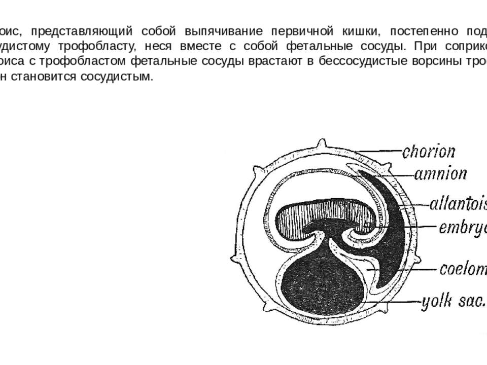 Полость первичной кишки зародыша