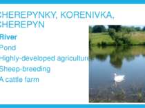 CHEREPYNKY, KORENIVKA, CHEREPYN River Pond Highly-developed agriculture Sheep...