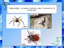 Павукоподібні – це павуки, скорпіони, кліщі. У них вісім ніг, по чотири пари....